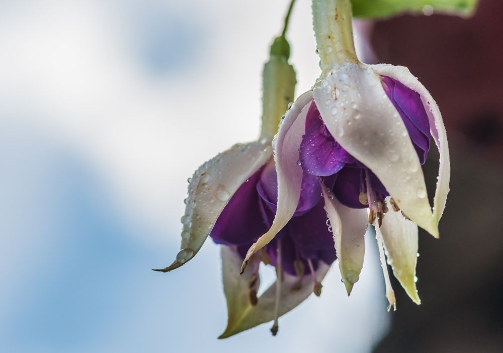 Фотография автора Олег Анатольевич Загорулько