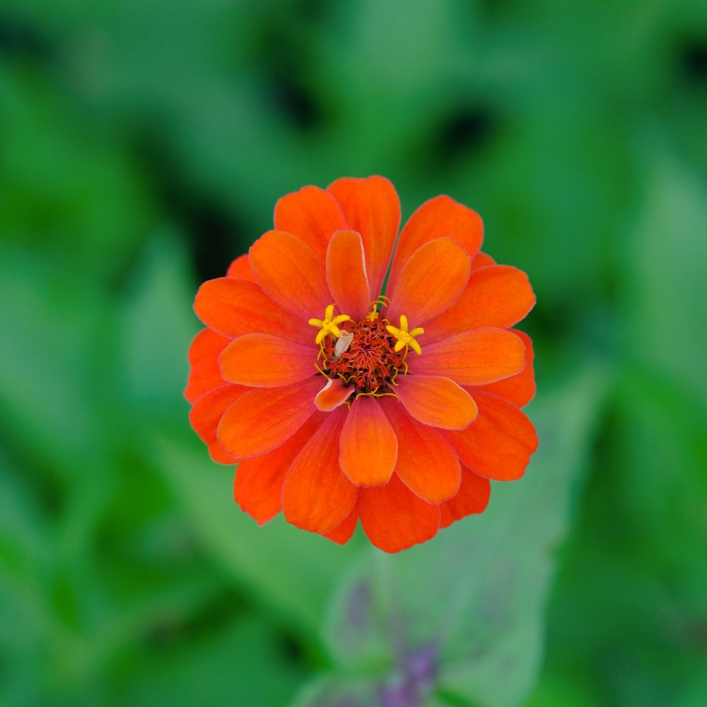 Фотография автора Александр Высоцкий