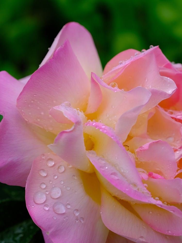 Фотография автора Александр Высоцкий