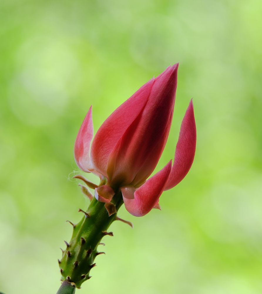 Фотография автора Александр Высоцкий