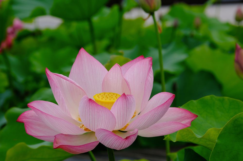 Фотография автора Александр Высоцкий