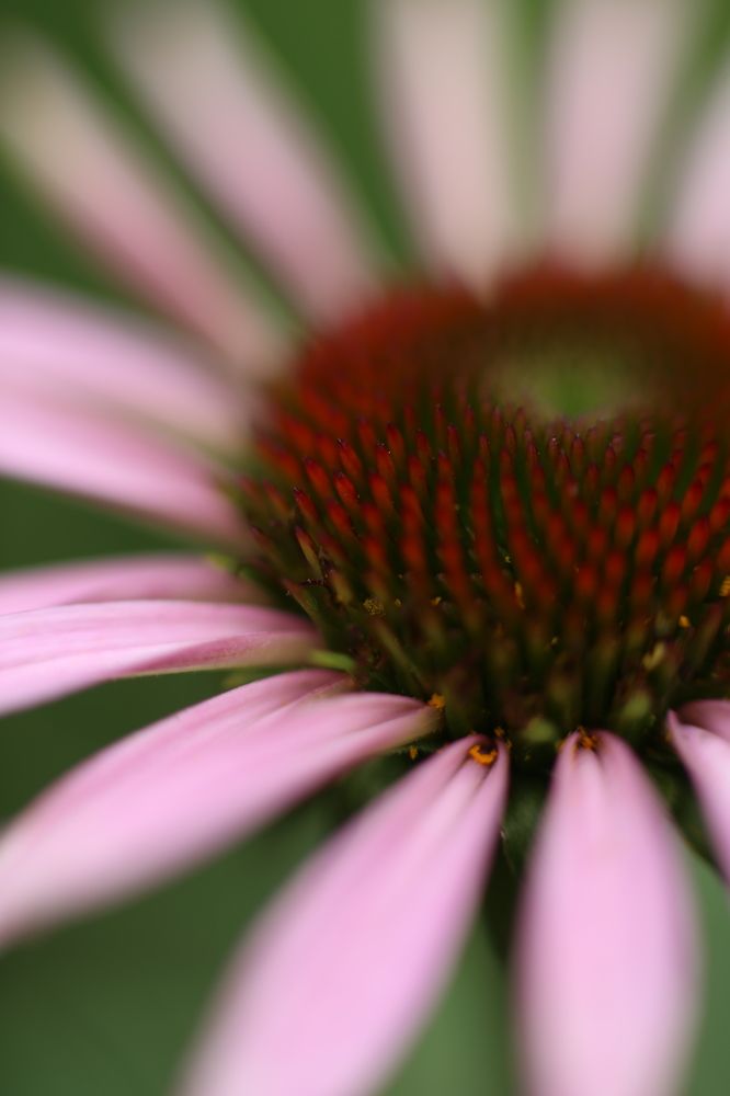 Photograph by Индира Кузнецова