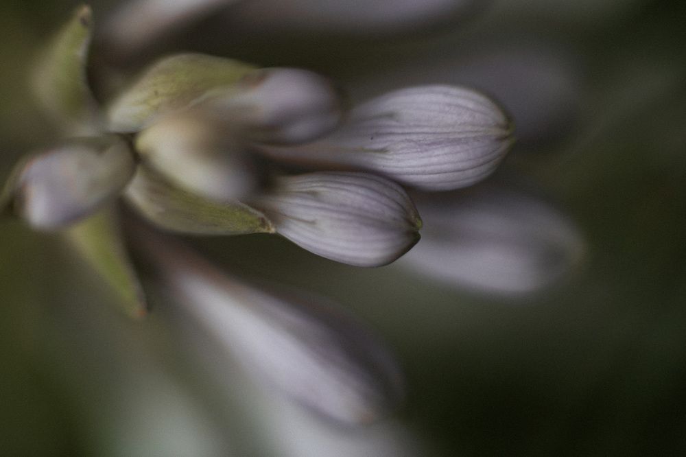 Photograph by Индира Кузнецова