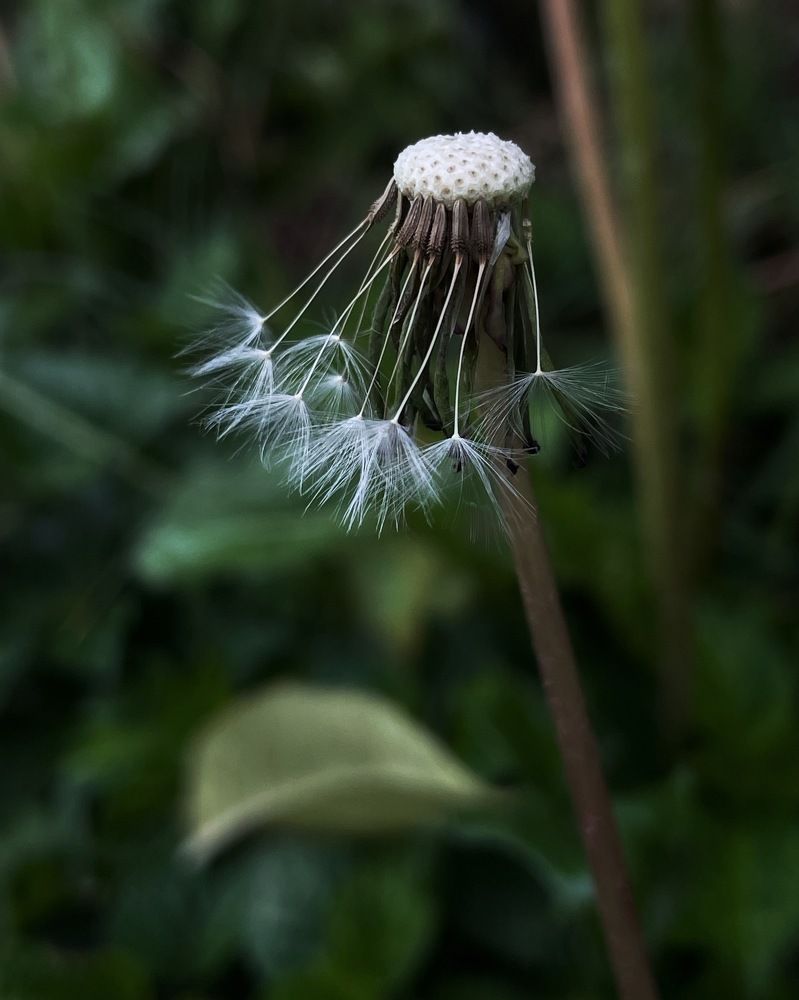 Photograph by Susie Castellano