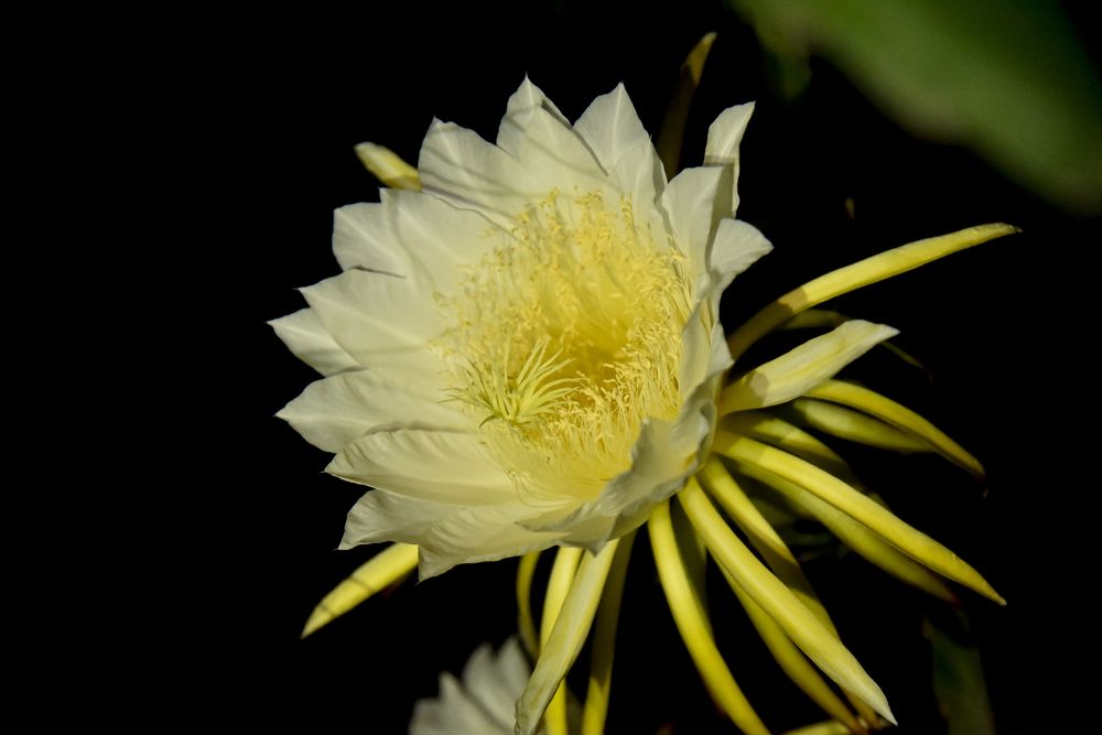 Photograph by DEBRAJ PURKAYASTHA