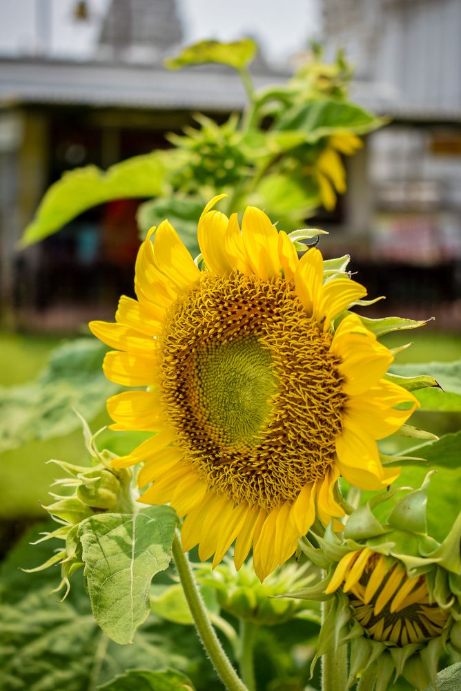 Photograph by DEBRAJ PURKAYASTHA