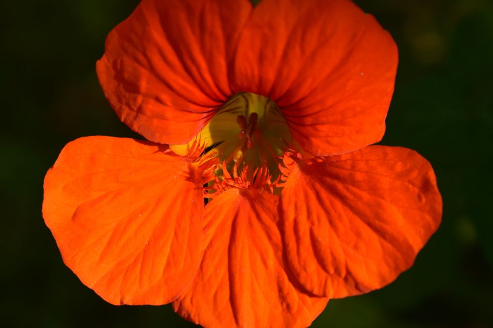 Photograph by Наталья Еременко