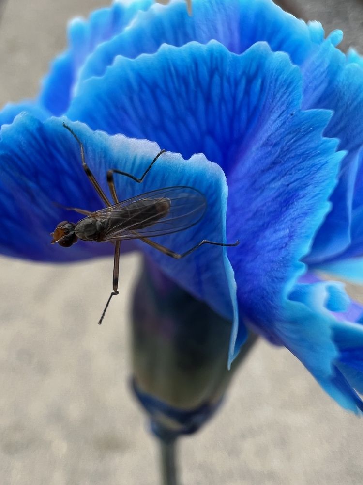 Photograph by Александра Акси