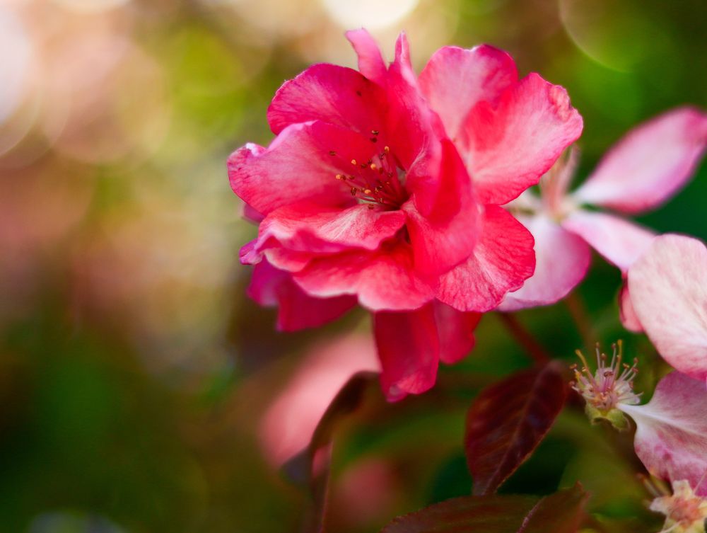 Photograph by Irina Sorokoletova