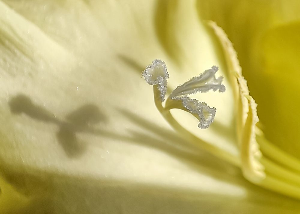 Макромир теней