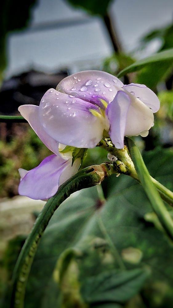 Photograph by Monuj Kr Dutta