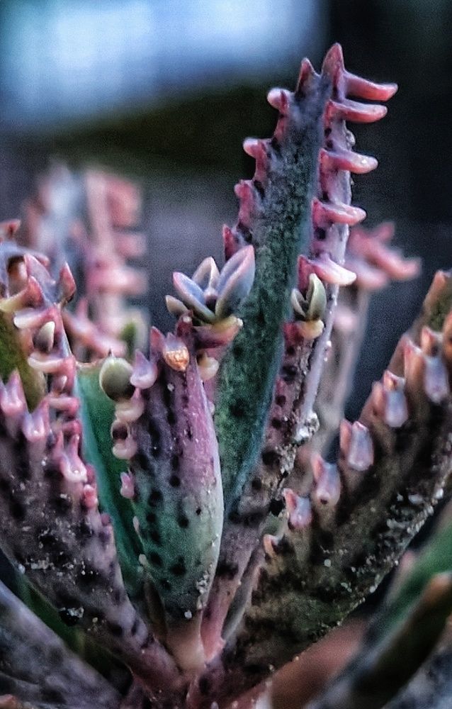 Photograph by Monuj Kr Dutta