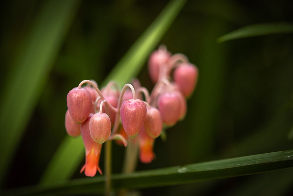 Photograph by Susie Castellano