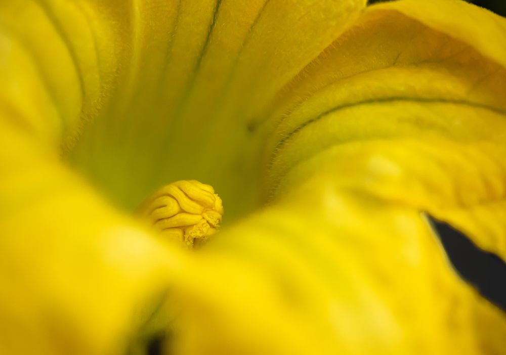 Photograph by Susie Castellano