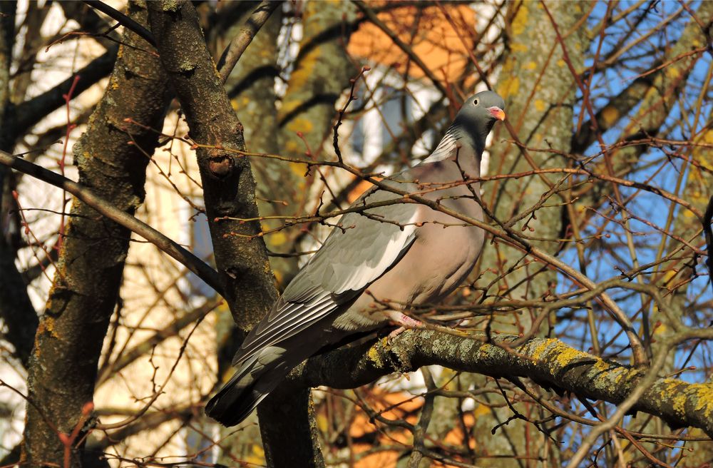 Вяхирь / Wood pigeon (Ring dove)