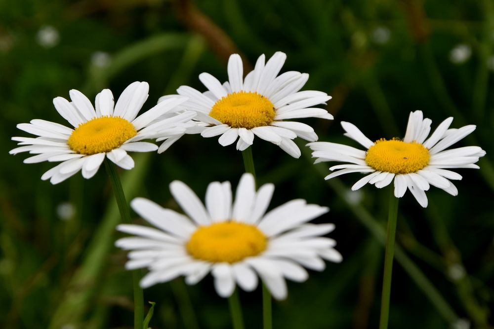 Photograph by Dimon Grinih