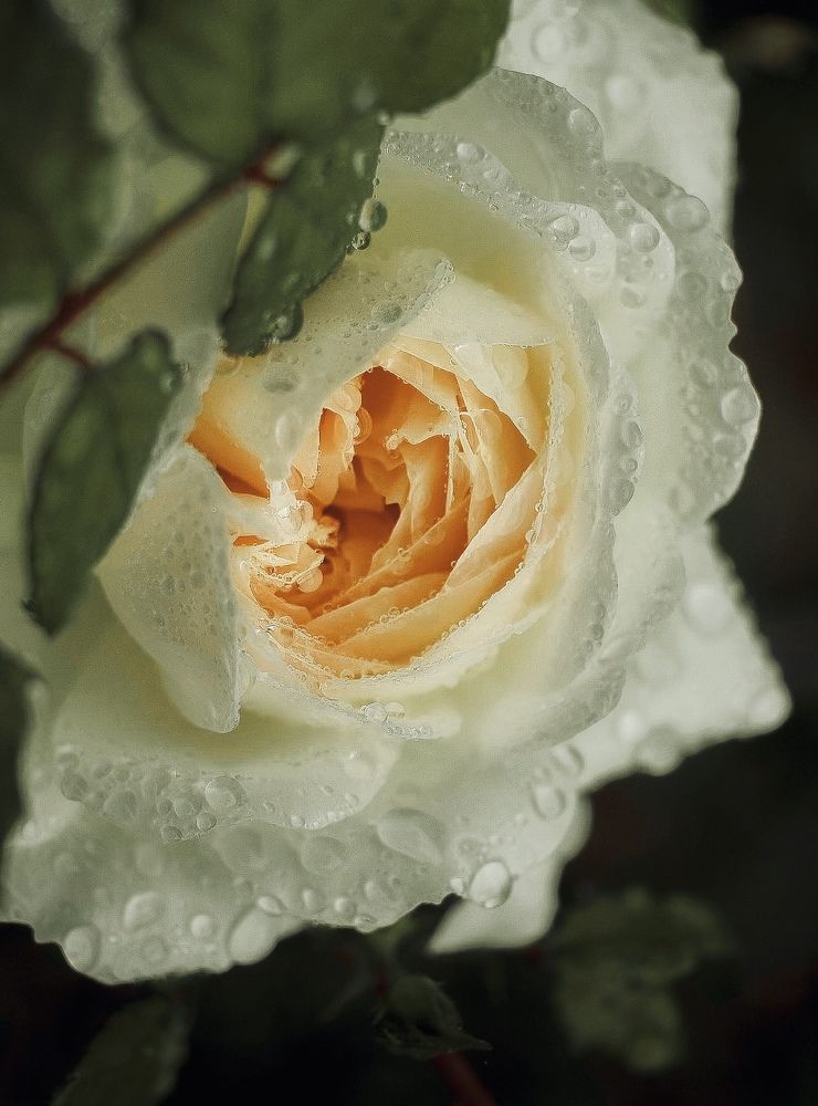 Photograph by Ирина Дерда