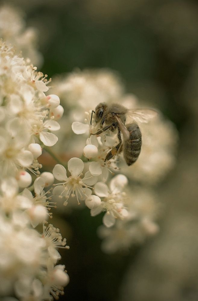 Photograph by Ирина Дерда