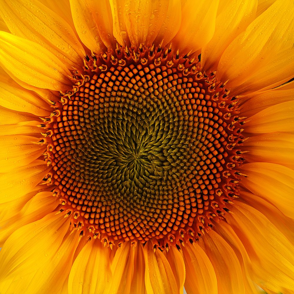 Photograph by Anna Sindikayeva