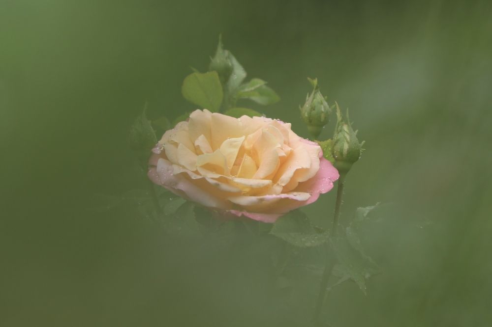 Photograph by Alexander Zatyamin