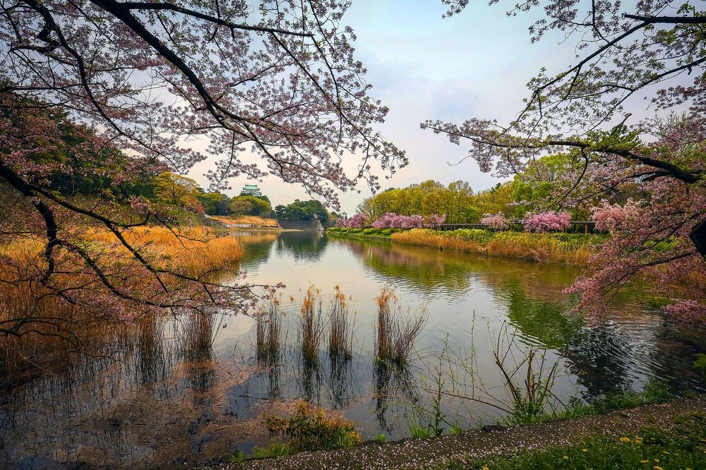 Фотография автора SAJJAD MAHMOOD