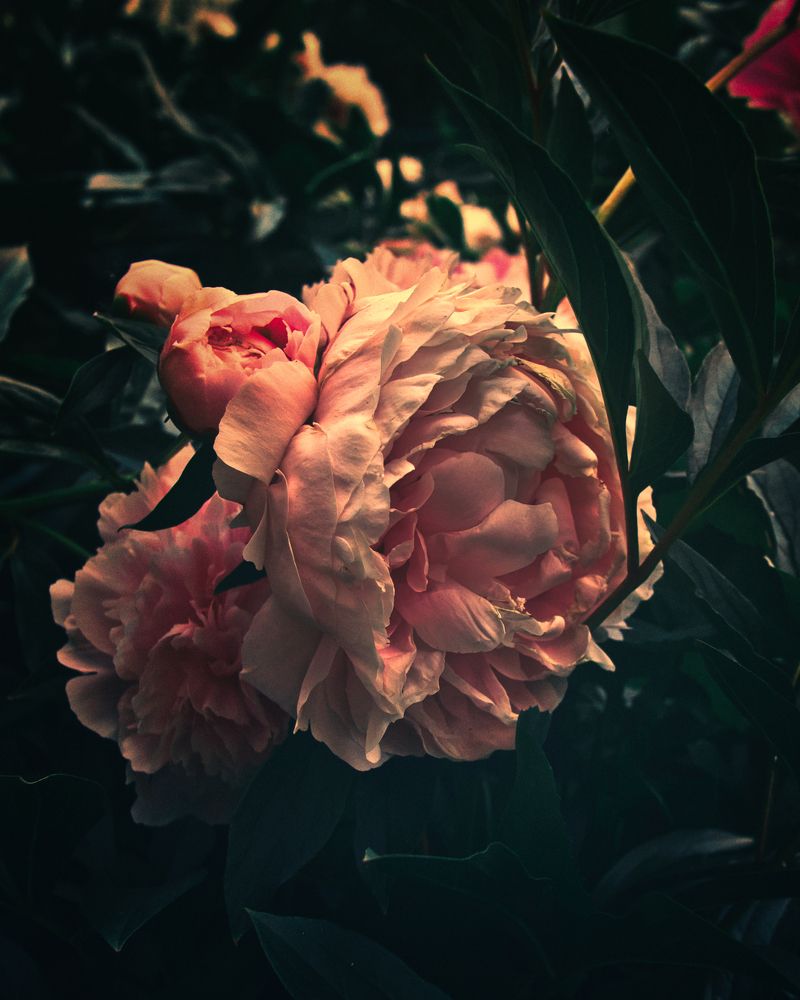 Photograph by Дмитрий Гребнев