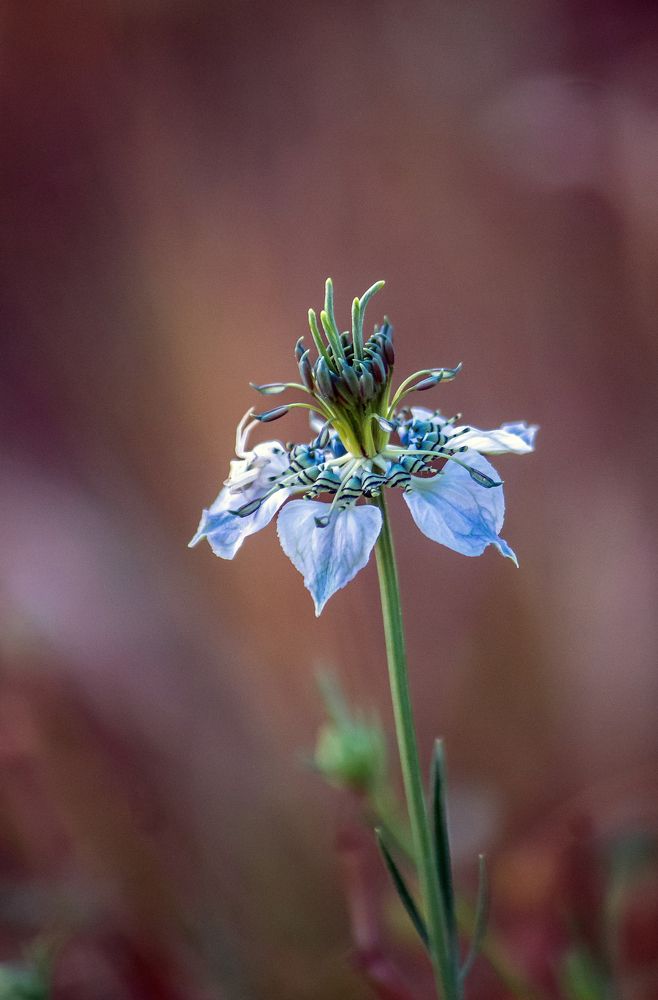 Фотография автора Ismail SAIDI