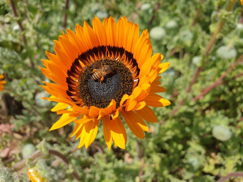 Photograph by Kamal Kishore Srivastava