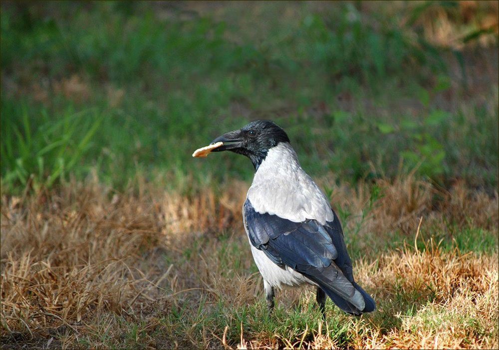 Photograph by Яков