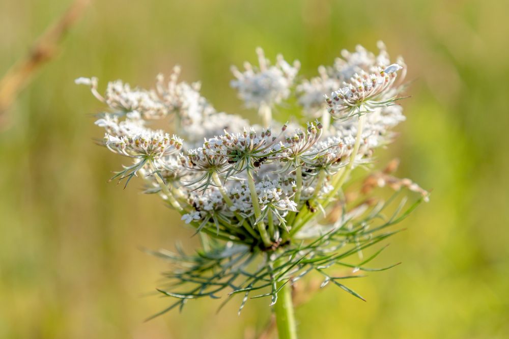 Photograph by Михаил Корнеев