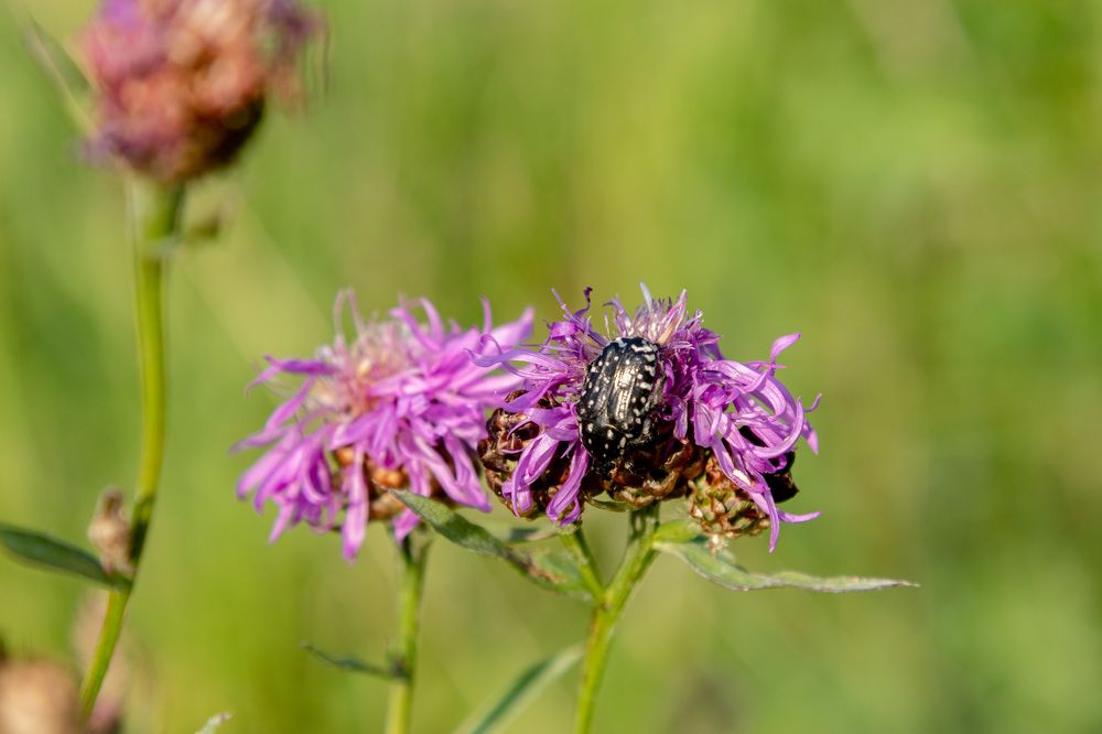 Photograph by Михаил Корнеев