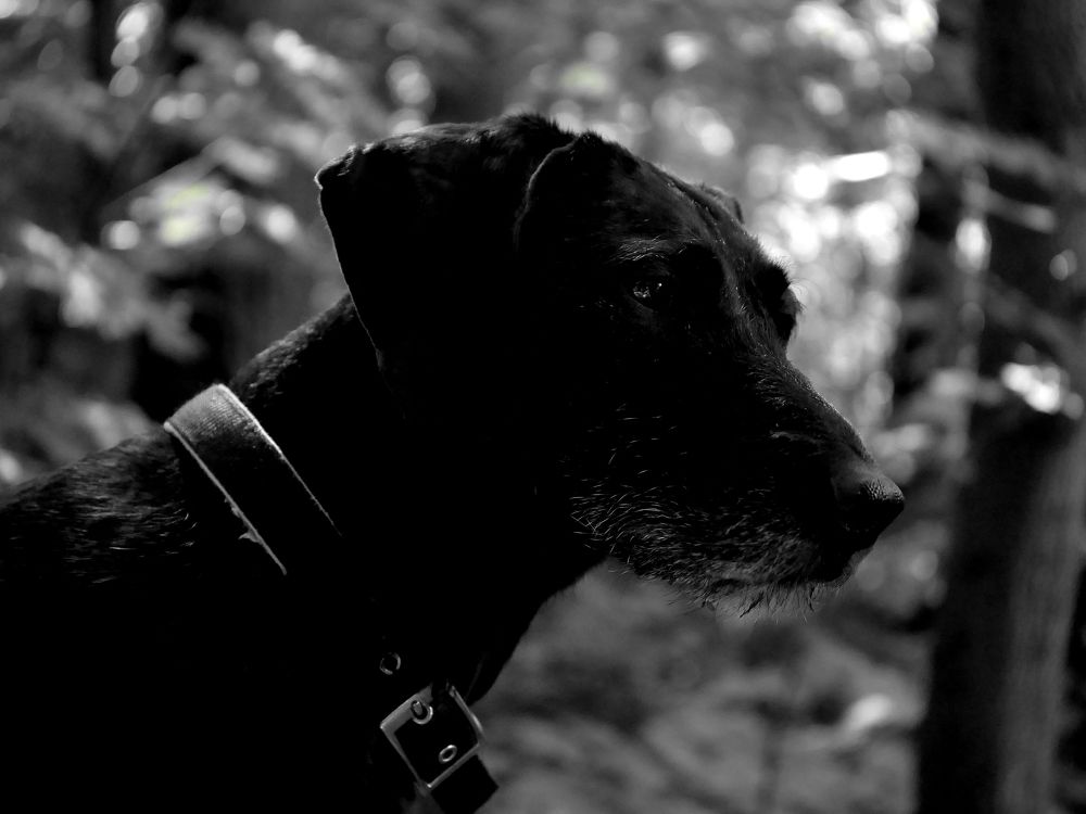 Острый нюхЪ