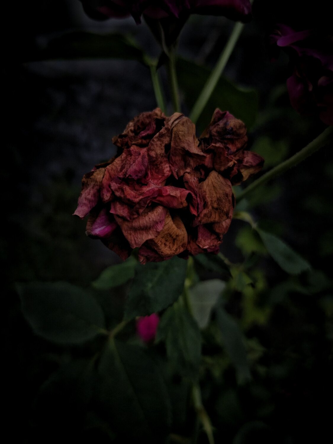 Photo #10867744