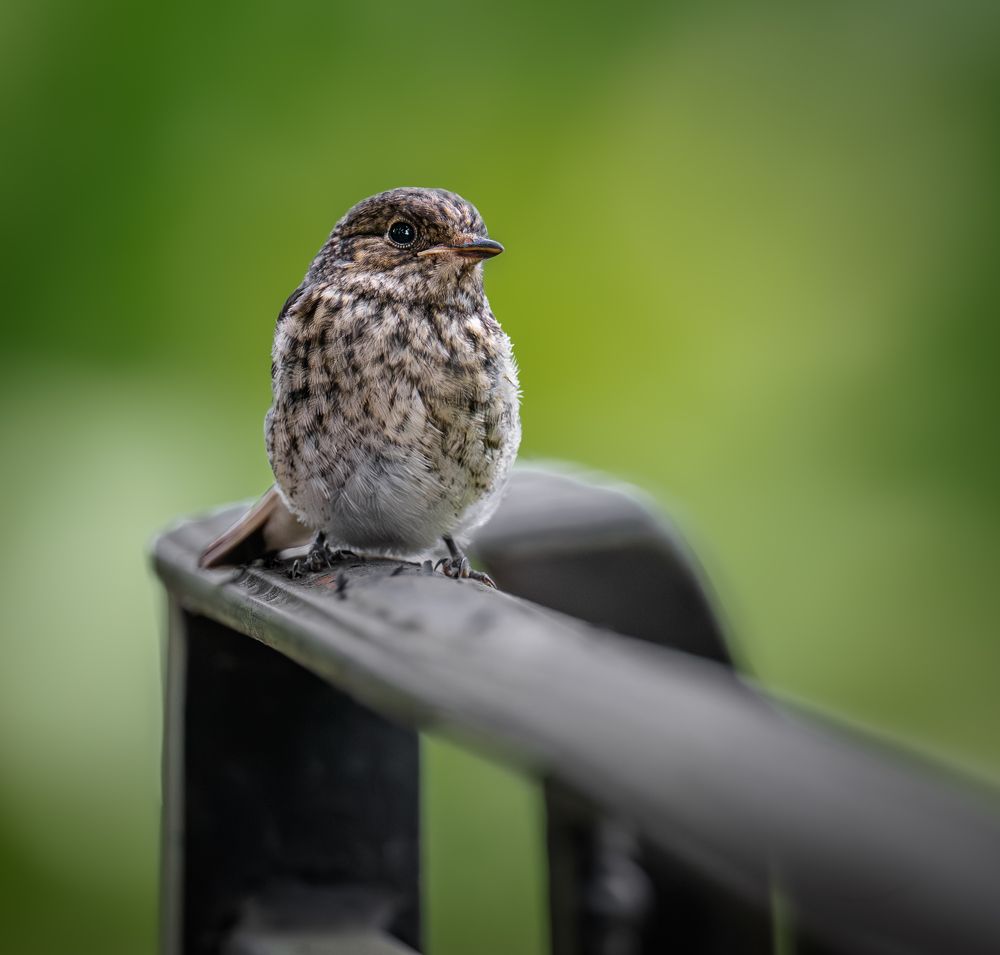 Этюды с мухоловкой-пеструшкой