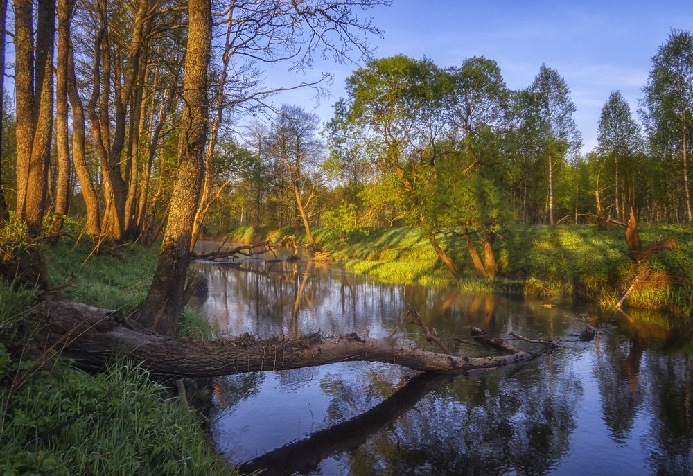 Утро на реке Десне