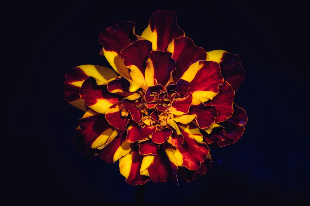 Photograph by Максим Кольцов