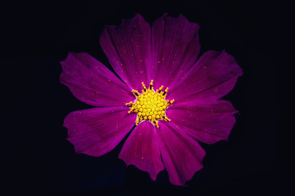 Photograph by Максим Кольцов