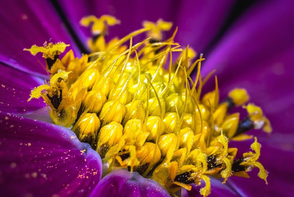 Photograph by Максим Кольцов