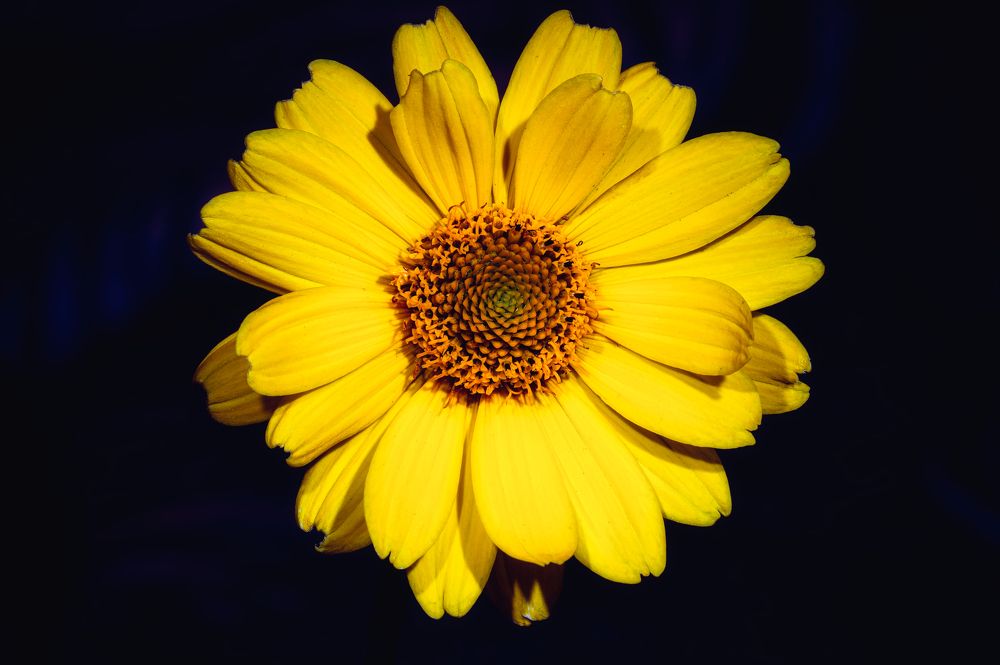 Photograph by Максим Кольцов