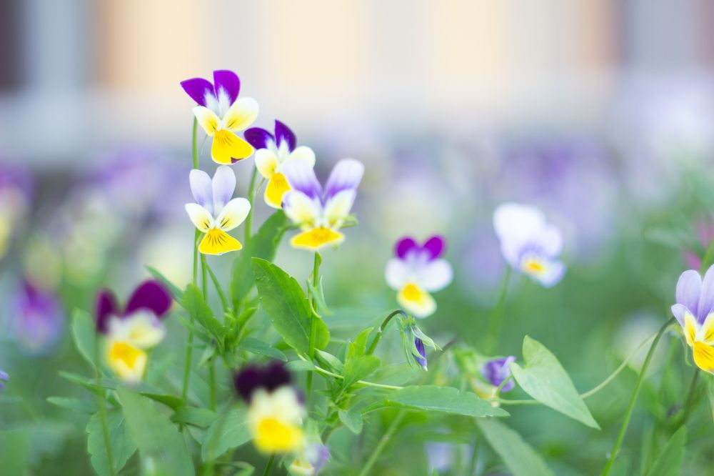 Photograph by Александр Коковихин