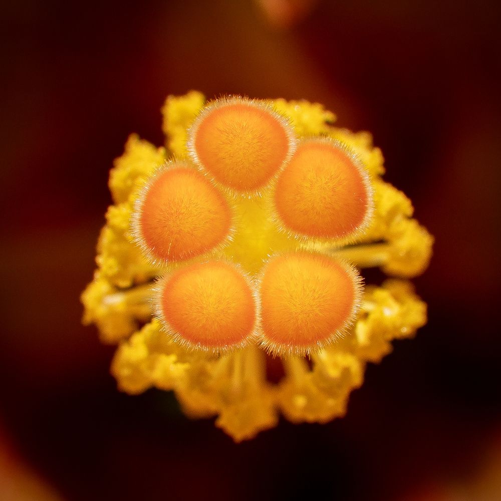 Жёлтый цветок