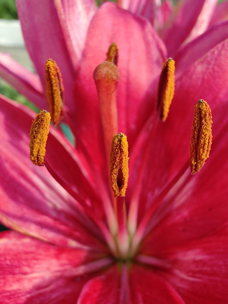 Photograph by Людмила Савчук