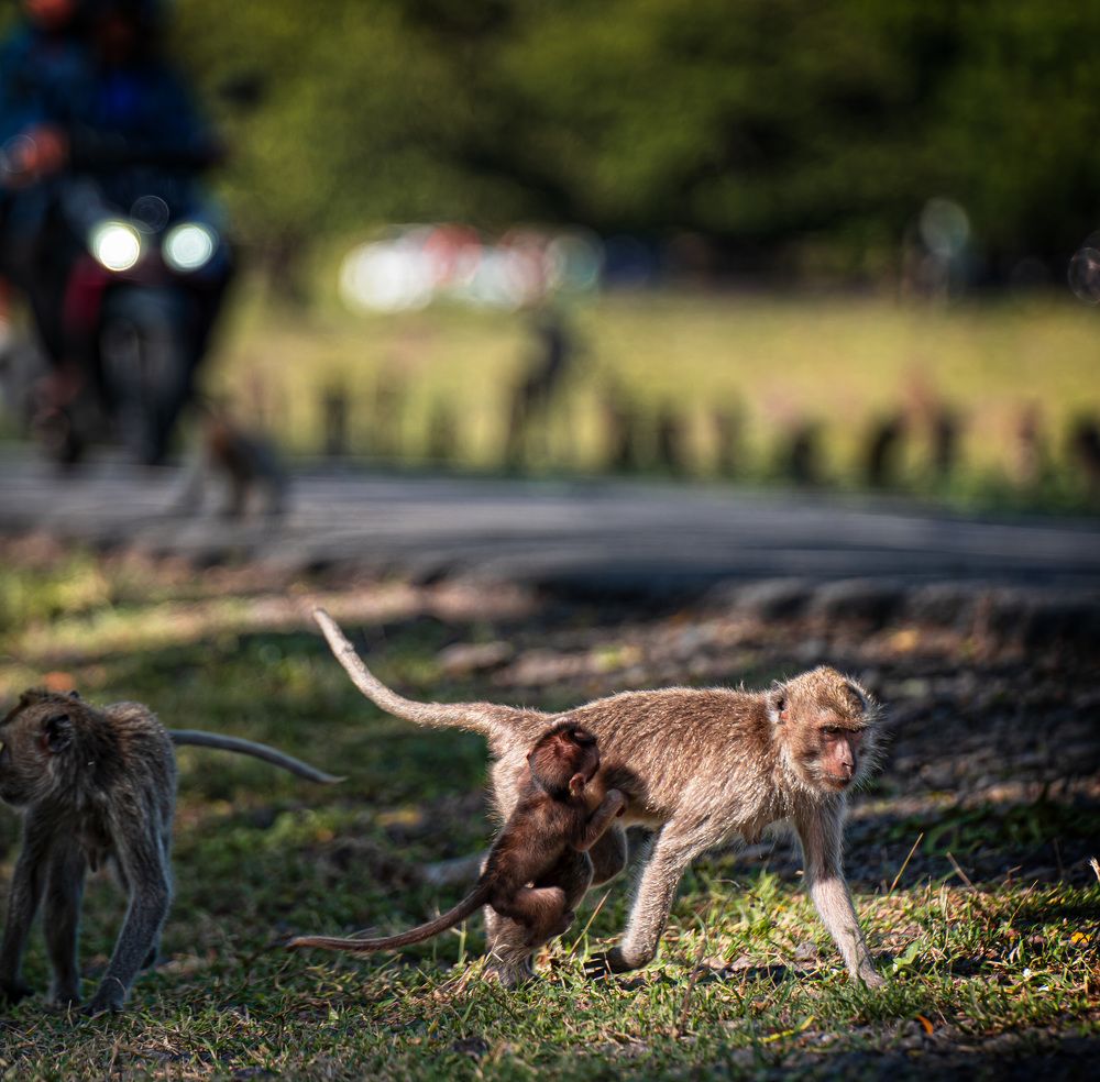 Photograph by Hanh P. T. Pham