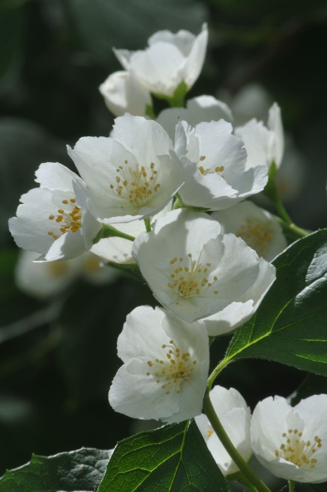 Photograph by Дмитрий Жуков