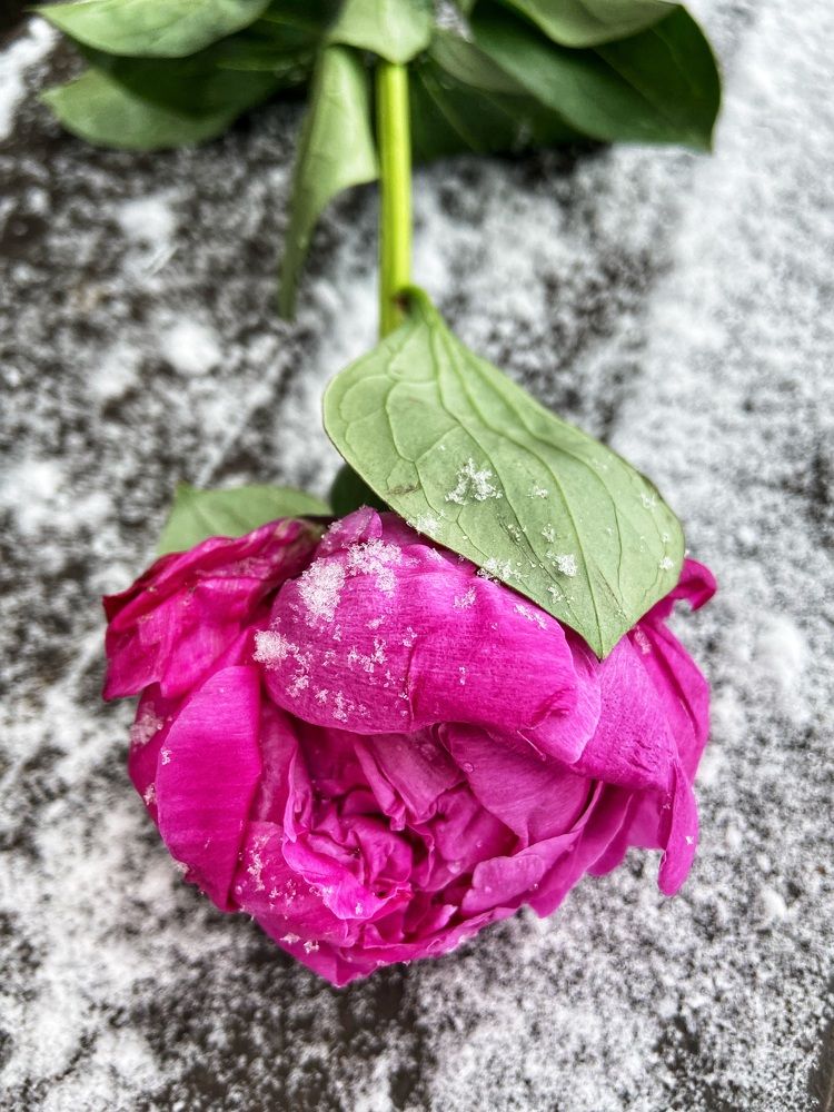 Photograph by Oksana Smorodina