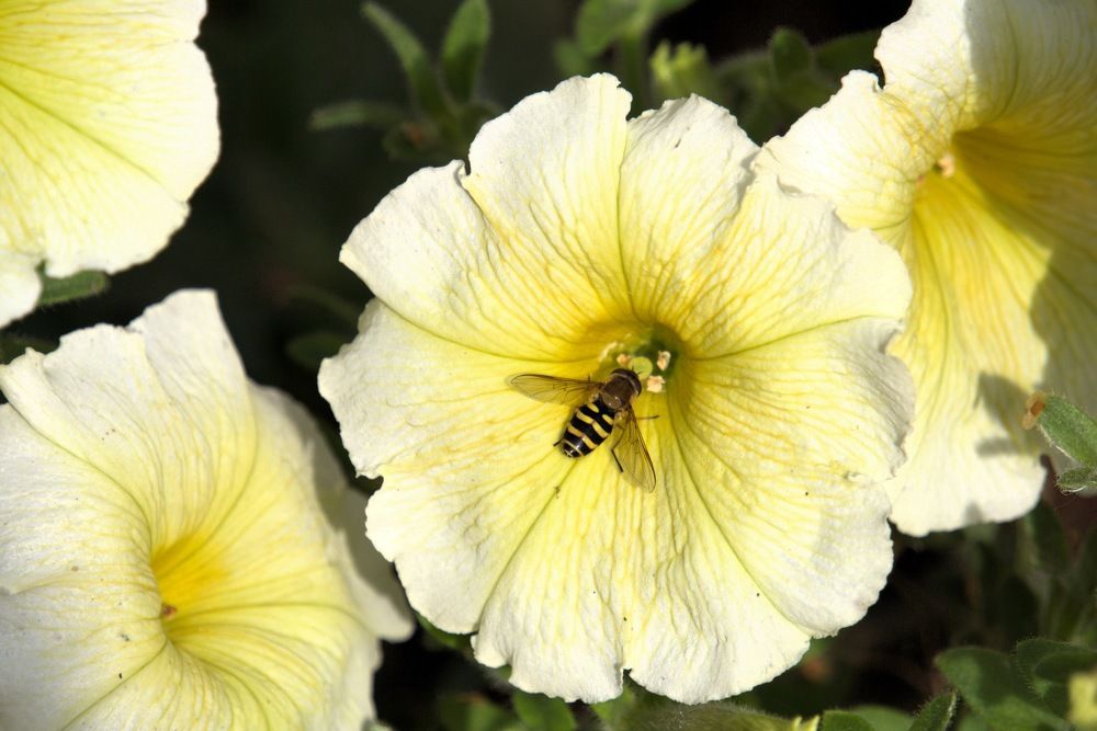 Photograph by Oksana Smorodina