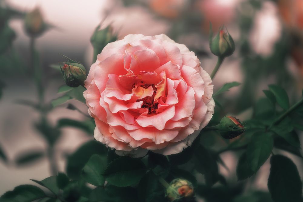 Photograph by Armen  Maitesian