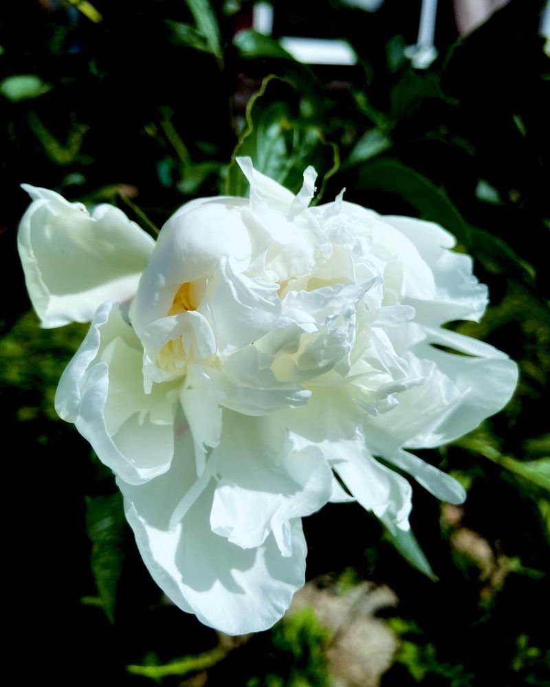 Photograph by Oksana Smorodina