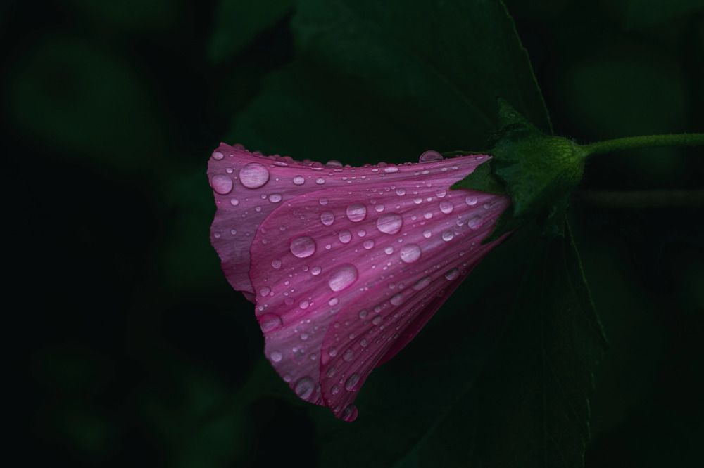 Photograph by Александра