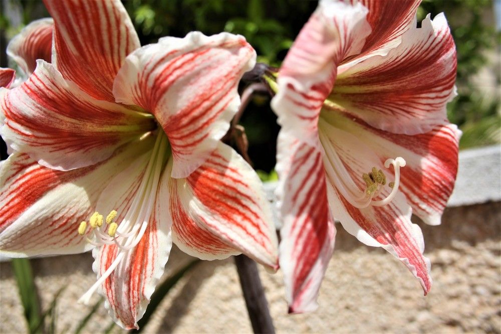 Photograph by Галина